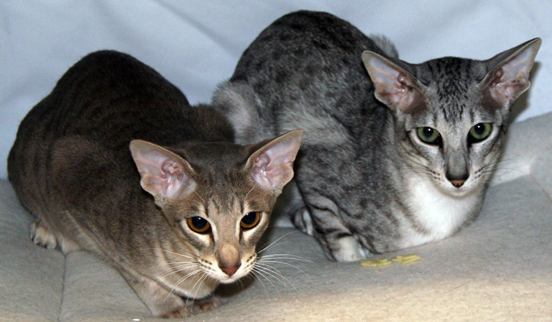 Hayward TICA Cat Show